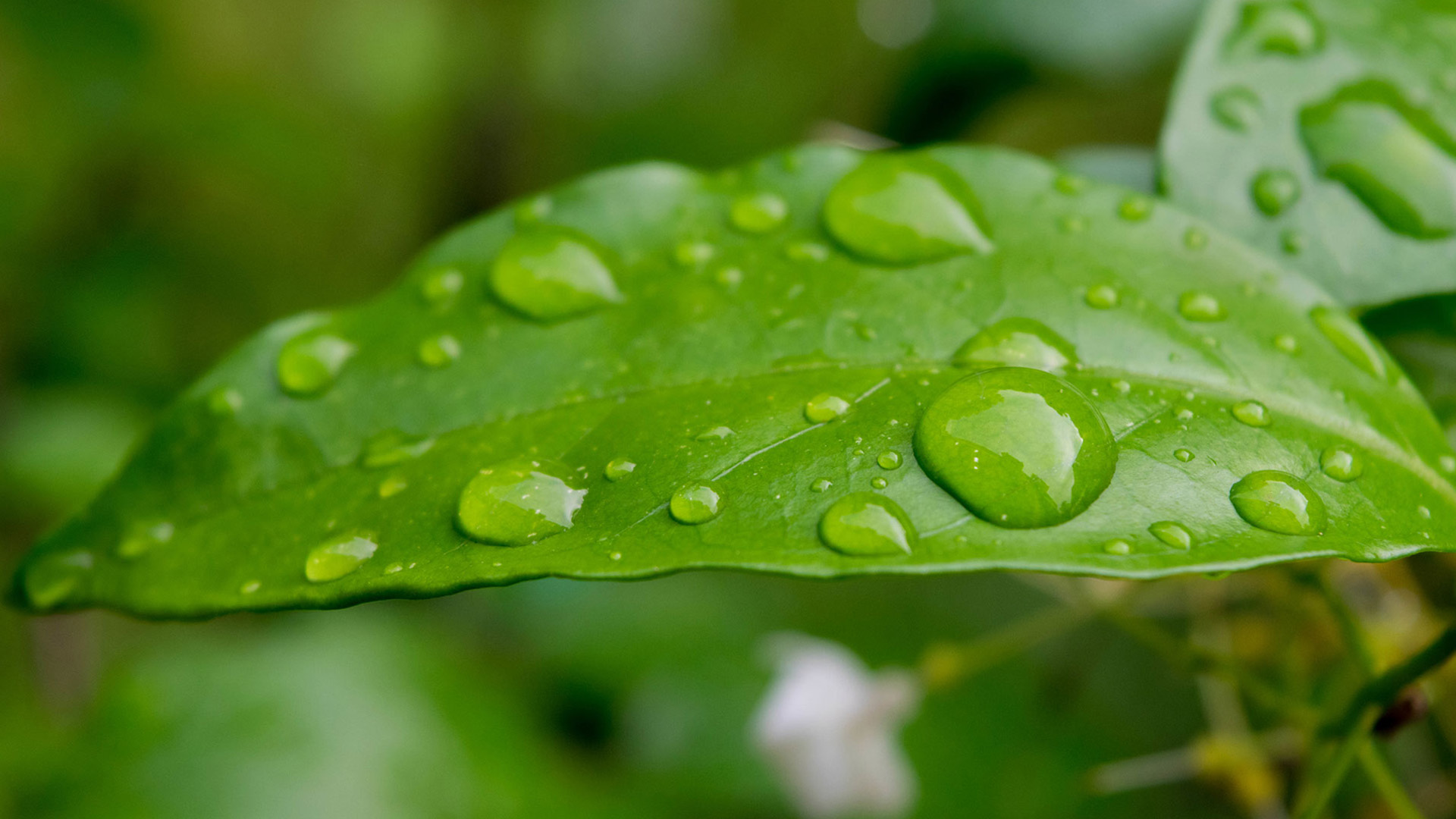 BENE Mental Wellness, PC