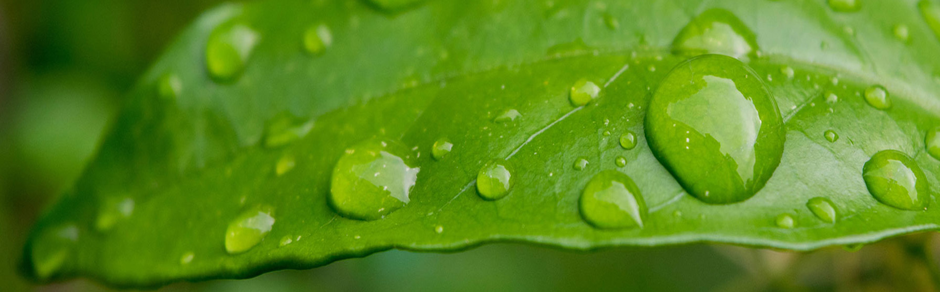 BENE Mental Wellness, PC