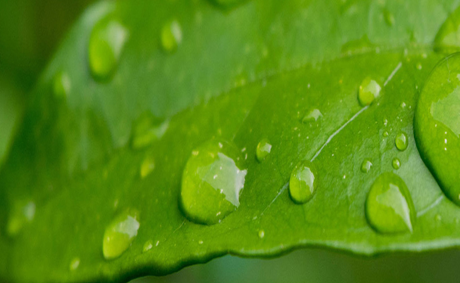 BENE Mental Wellness, PC